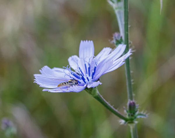 Syrphidae Latreille Insecto Abeja Falsa Descansando Flor Púrpura Foto Alta — Foto de Stock