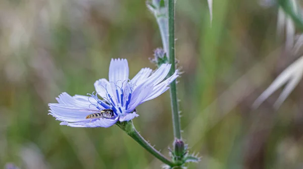 Syrphidae Latreille Ψεύτικο Έντομο Μέλισσας Στηρίζεται Μωβ Λουλούδι Υψηλής Ποιότητας — Φωτογραφία Αρχείου