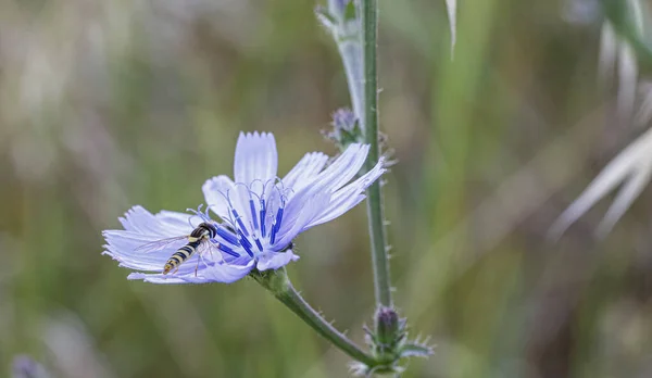 Syrphidae Latreille Insecto Abeja Falsa Descansando Flor Púrpura Foto Alta — Foto de Stock