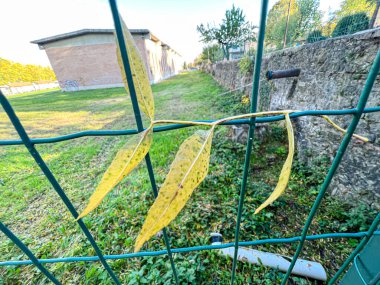 Yaprakları tel örgüye gömülü bir filiz. Yüksek kalite fotoğraf
