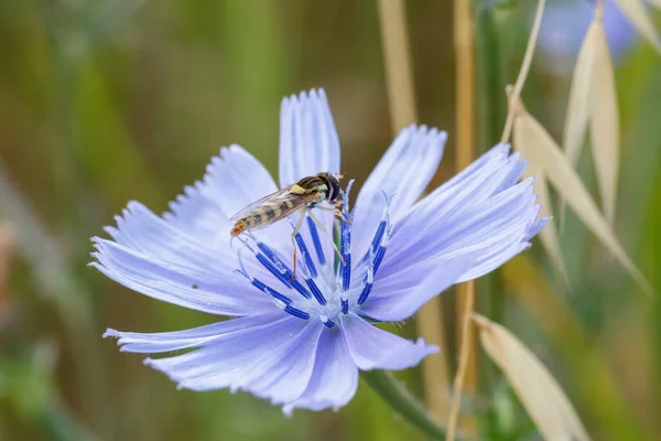 Syrphidae Latreille Falsches Bieneninsekt Das Auf Violetten Blüten Ruht Hochwertiges — Stockfoto