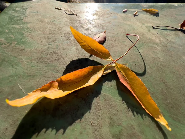 Κλαδί Φύλλα Που Αναπαύονται Σκιά Υψηλής Ποιότητας Φωτογραφία — Φωτογραφία Αρχείου