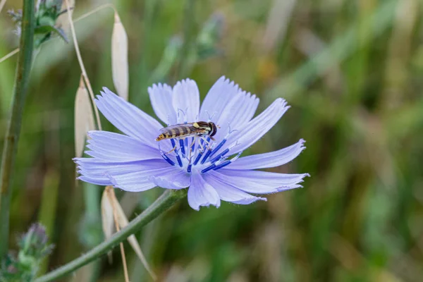 ラン科ラトレイユ属の偽蜂の昆虫が紫色の花に休んでいます 高品質の写真 — ストック写真