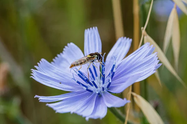 Syrphidae Latreille Falsches Bieneninsekt Das Auf Violetten Blüten Ruht Hochwertiges — Stockfoto