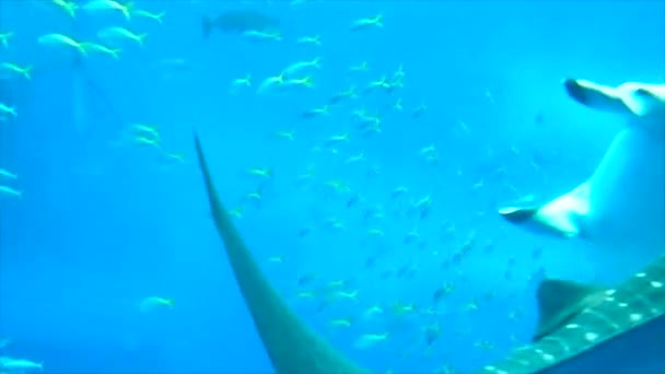 Gran Acuario Marino Con Tiburón Ballena Varios Peces Imágenes Alta — Vídeos de Stock