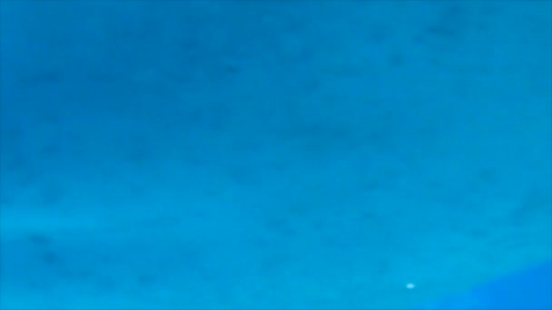 Grand Aquarium Marin Avec Requin Baleine Divers Poissons Images Haute — Video