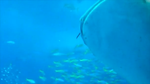 Grande Acquario Marino Con Squalo Balena Vari Pesci Filmati Alta — Video Stock