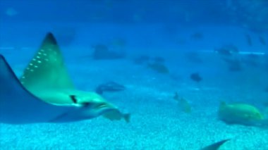 Köpekbalığı ve melek balıklı büyük bir deniz akvaryumu.