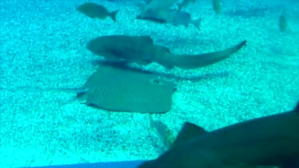 Grande Aquário Marinho Com Raios Tubarão Peixes Anjo — Vídeo de Stock