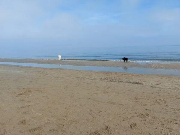Svart Labrador Hund Havet Stranden Vintern Högkvalitativt Foto — Stockfoto