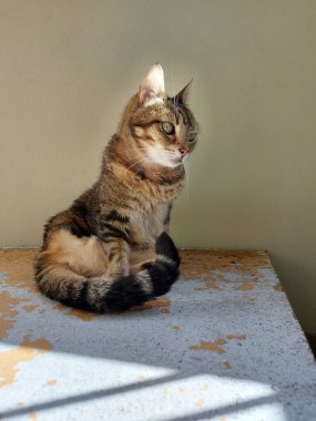 Bahçedeki güneşli masada güzel bir ev kedisi. Yüksek kalite fotoğraf