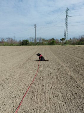 Eğitimli tarlada tasması olan siyah Labrador köpeği. Yüksek kalite fotoğraf
