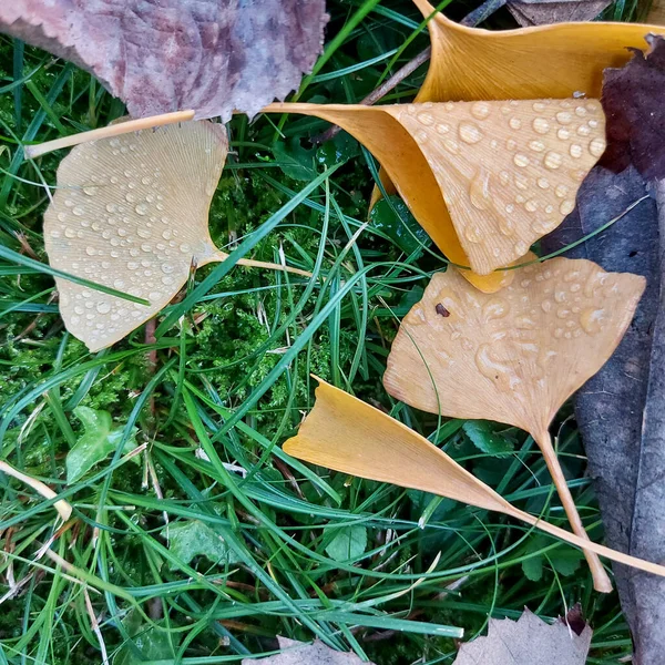 Желтые Листья Грунта Гинкго Покрыты Дождём Росой Высокое Качество Фото — стоковое фото