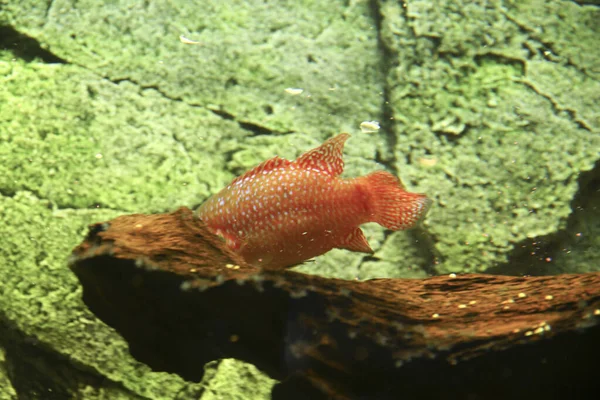 Hemichromis Bimaculatus African Jewelfish Aquarium High Quality Photo — Stock Photo, Image