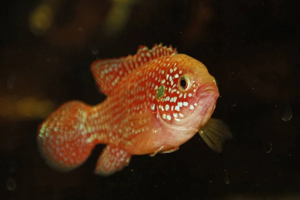 Hemichromis Bimaculatus Africké Šperky Akváriu Kvalitní Fotografie — Stock fotografie