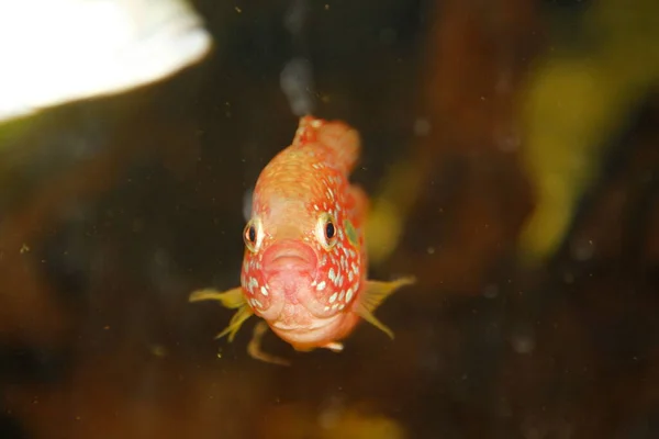 Hemichromis Bimaculatus African Jewelfish Aquarium High Quality Photo — Stock Photo, Image