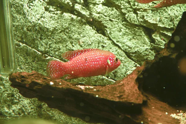 Hemichromis Bimaculatus Африканські Ювелірні Риби Акваріумі Фотографія Високої Якості — стокове фото