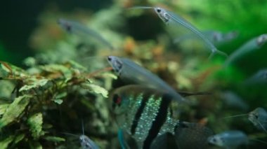 Akvaryumdaki GLASS BISH Kriptopterus bisiyetisi