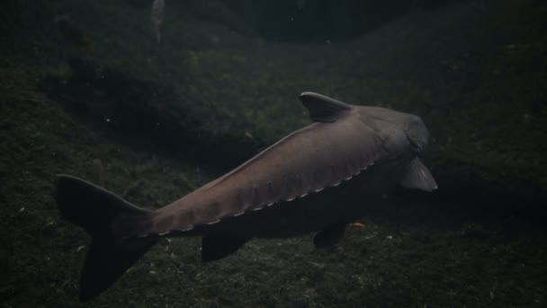 Catfish Ripsaw Oxydoras Niger Amazonian Aquarium — Stock Video