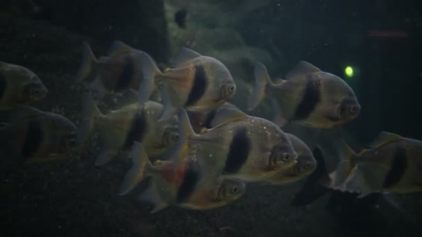 Catfish Ripsaw Oxydoras Niger Dans Aquarium Amazonien — Video