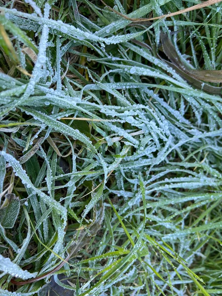 Roua Congelată Tulpini Iarbă Verde Zori Fotografie Înaltă Calitate — Fotografie, imagine de stoc