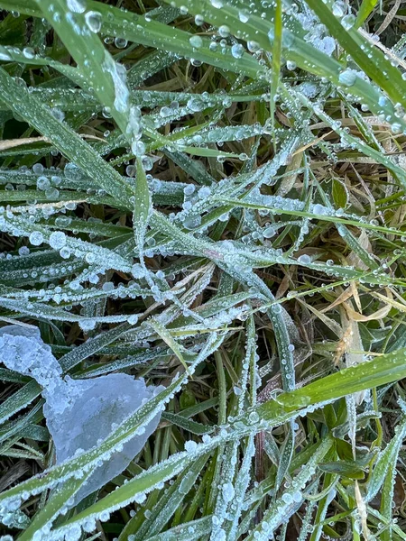 Gefrorener Tau Auf Grünen Grashalmen Morgengrauen Hochwertiges Foto — Stockfoto