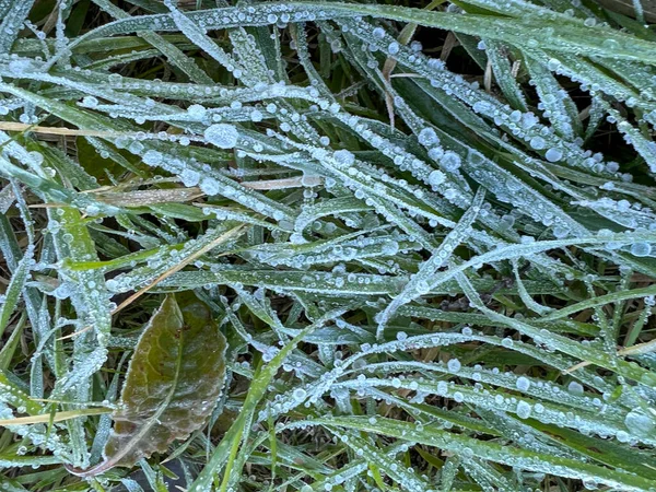 Bevroren Dauw Groen Gras Stengels Bij Dageraad Hoge Kwaliteit Foto — Stockfoto