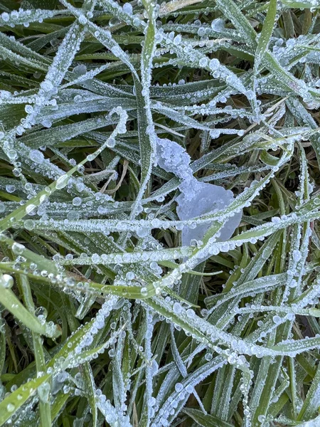 Ледяная Роса Зеленых Стеблях Травы Рассвете Высокое Качество Фото — стоковое фото