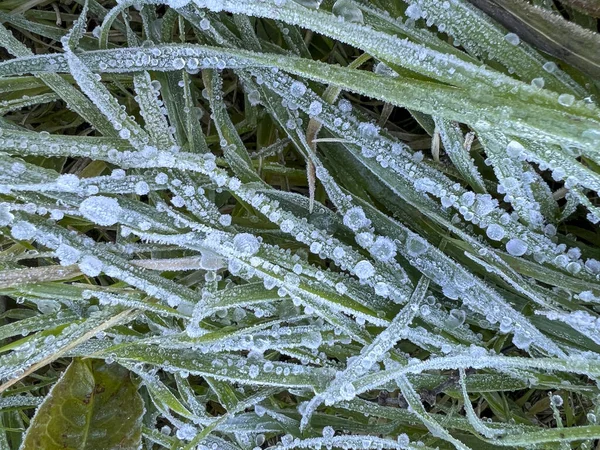 Bevroren Dauw Groen Gras Stengels Bij Dageraad Hoge Kwaliteit Foto — Stockfoto