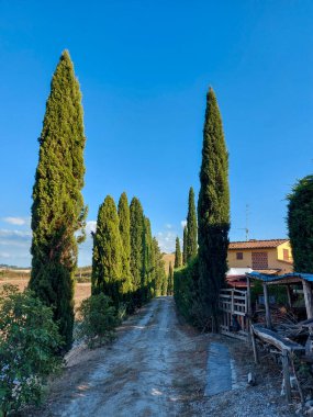 Francigena üzerinden Toskana 'daki tarlalar, tepeler ve üzüm bağları. Yüksek kalite fotoğraf