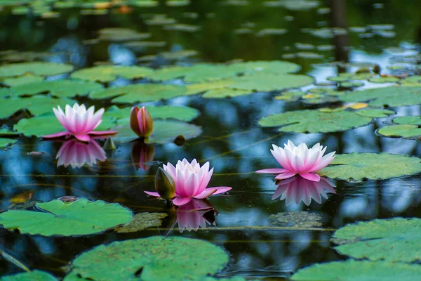 Gölette çiçek açan nilüferler. Yüksek kalite fotoğraf