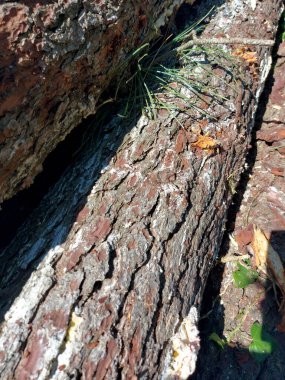 Yol kenarına istiflenmiş kereste kesme kütükleri kereste fabrikası için hazır. Yüksek kalite fotoğraf