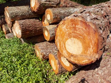 Yol kenarına istiflenmiş kereste kesme kütükleri kereste fabrikası için hazır. Yüksek kalite fotoğraf