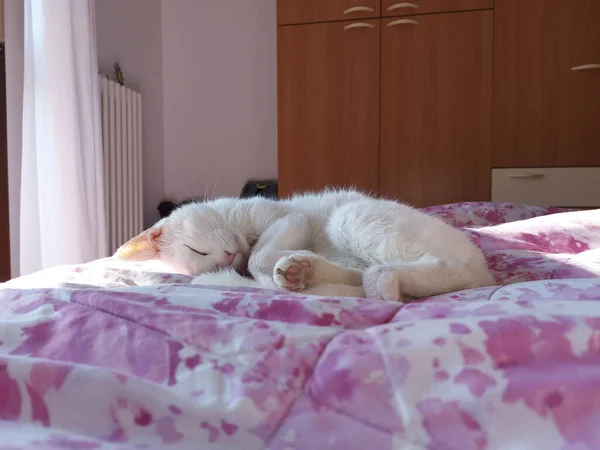 Nagy Fehér Macska Párnán Alszik Kiváló Minőségű Fénykép — Stock Fotó