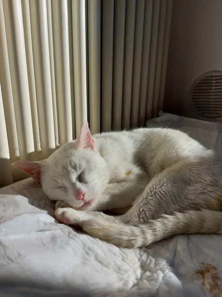 Grande Gatto Bianco Dorme Sul Cuscino Foto Alta Qualità — Foto Stock