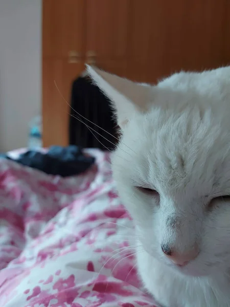 Big White Cat Sleeps Pillow High Quality Photo — Stock Photo, Image