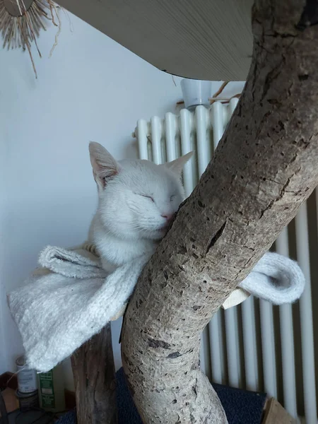 Gros Chat Blanc Dort Sur Oreiller Photo Haute Qualité — Photo