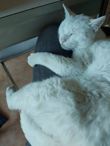 Große Weiße Katze Schläft Auf Kissen Hochwertiges Foto — Stockfoto