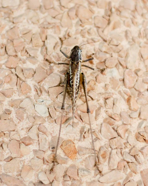 Beautiful Huge Green Grasshopper Floor High Quality Photo — Stock Photo, Image