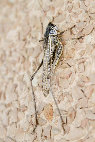 Hermoso Enorme Saltamontes Verde Suelo Foto Alta Calidad — Foto de Stock