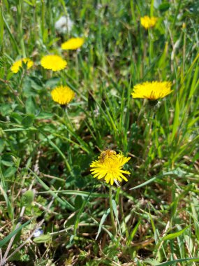 Sarı tarla çiçekleri üzerinde arı. Yüksek kalite fotoğraf