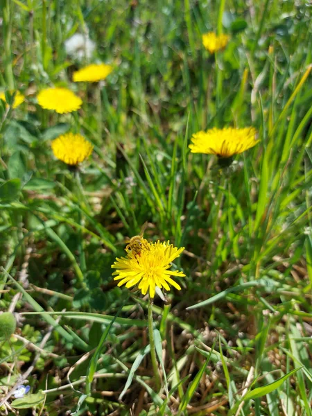 黄色い野の花に蜂 高品質の写真 — ストック写真