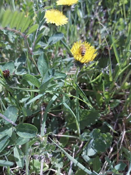 黄色い野の花に蜂 高品質の写真 — ストック写真