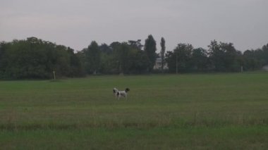 Springer Spaniel Pointer ve Bracco Italiano uzun otlara bakan köpek avlıyorlar.