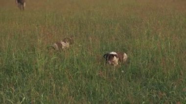 Springer Spaniel uzun otlara bakan köpek avlıyor.