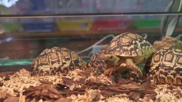 Geochelone Pardalis Turtles Reared Glass Case — Stock Video