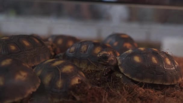 Tortugas Geochelone Pardalis Criadas Una Caja Vidrio — Vídeo de stock