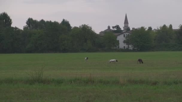 Springer Spaniel Pointer Dan Anjing Pemburu Bracco Italiano Mencari Rumput — Stok Video