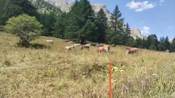 Grazende Koeien Het Hoogplateau Van Alpen Italië — Stockvideo