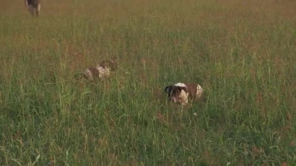 Springer Spaniel Jaagt Honden Die Het Hoge Gras Kijken — Stockvideo